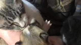 Kitty loving on a Horgi orphan puppy