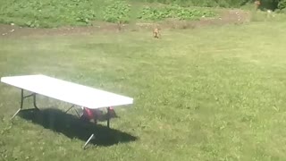 Baby deer playing in my backyard.