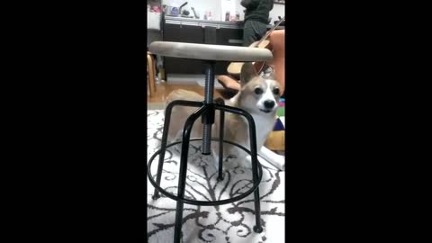 Corgi goes crazy over spinning seat on chair