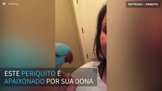 Periquito adora dar beijos em sua dona