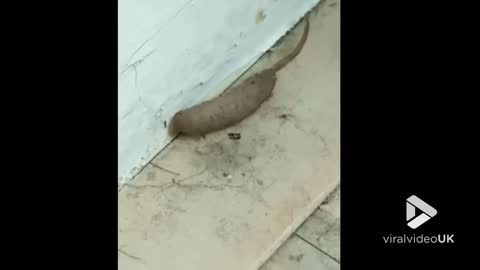 Strange creature on porch