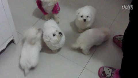 A group of hungry puppys ^^