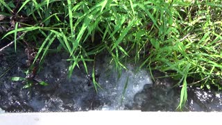 Stream at the Nature Reserve