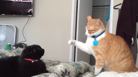 cat and dog fight who will win 🔥