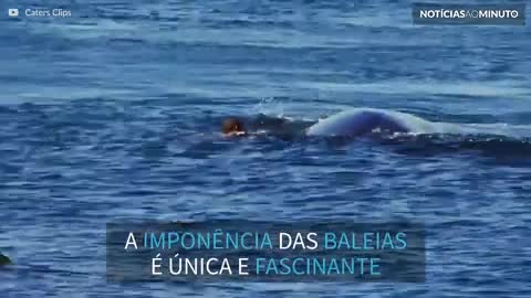 A beleza extraordinária das baleias
