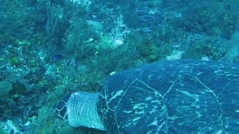 Diver Capture An Old Turtle On Video Under Water