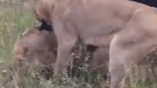 buffalo save his partner buffalo from lion hunting #shorts #lionvsbuffalo