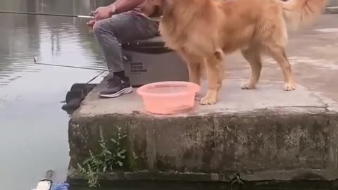 Funniest dogs not allowed to fishing