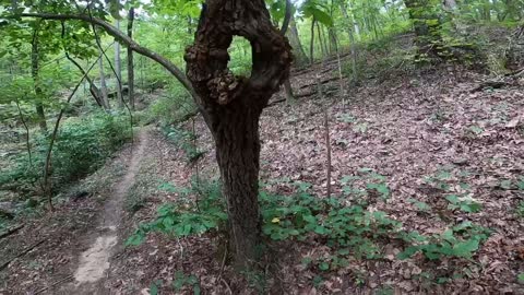 Old tree growing into itself