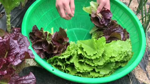 Clean the romaine lettuce, farming