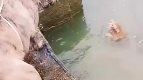溺れた猫を助ける犬