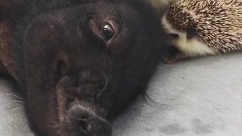 Hedgehog Puts In The Work To Wake Up Sleeping Pig