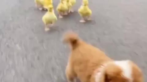 Dog and his ducklings