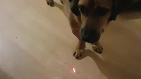 Beni can't catch a laser