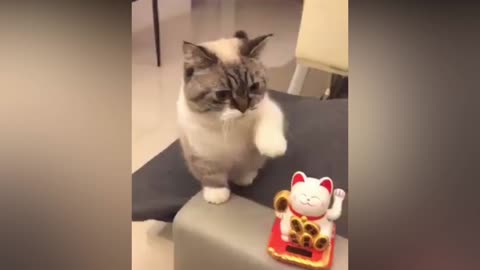 Cute Cat and Lucky cat's eye doll