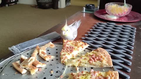 Cockatiel enjoys eating pizza