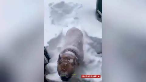 🐕‍🦺🤪 Crazy Dog Does Naughty Things 🤪🐕‍🦺