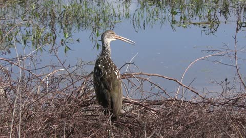 limpkin calls in Florida wetlands
