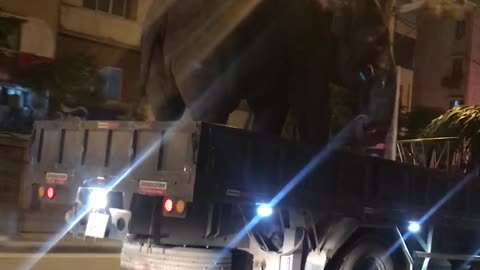 Open Trailer Truck For Easy Elephant Transportation