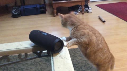 Blind Kitty Has Incredible Reaction To Song Made For Cats