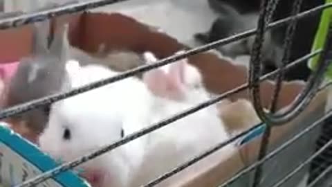Crazy baby rabbits trying to corner mum for milk!