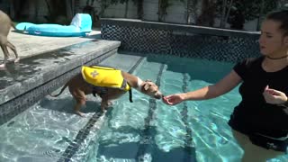 Teaching How to Swim: Dogs