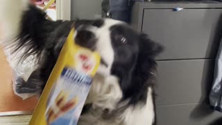Doggy Fetches Treats for Himself
