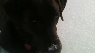 Knucklehead loves playing ball in the snow :)