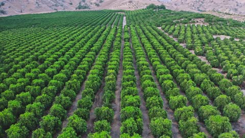 Drone Footage of a Dense Forest