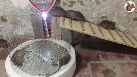 Super mouse trap with mosquito racket 🐀 Electric shock exterminates on the spot!