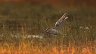 Pelicans eating fish | Birds | Pelican Hunting