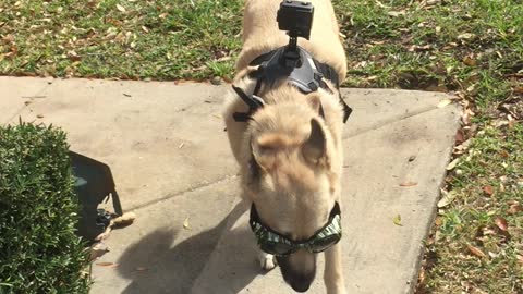 Service dog camera dog