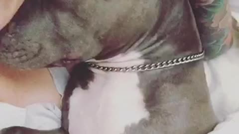 Waking Up a PITBULL From Deep Sleep