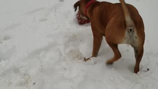 First time seeing snow