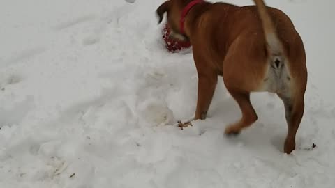 First time seeing snow