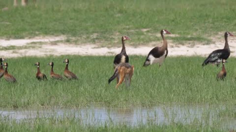 Black-backed jackal walking around White-faced whistling ducks