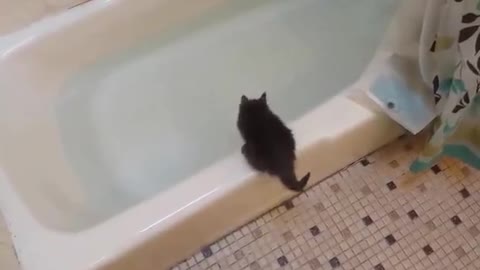 Funny Kitten jumps in bath tub 😂