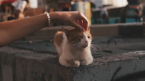 A man caressing a beautiful cat