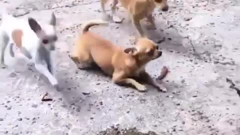 This Dog Walks Hilariously On Its Tummy