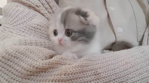 amazing cute kitten videos short leg cat