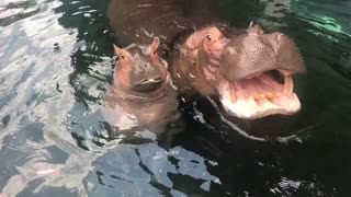 Baby Hippo and Momma
