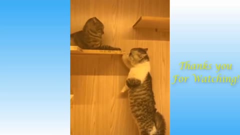 Funniest Cats!