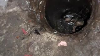 Kittens Rescued from Drainpipe Dilemma