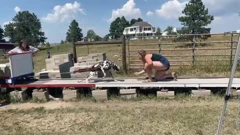 Dalmatian competes in a dog sport called weight pull!