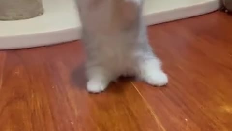 6.Cats and dogs _ cats meowing _ cats funny videos #shorts