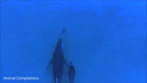 A Friendly Dolphins Swimming in HD Compilation