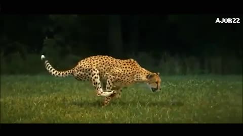 Leopard running in slow mo