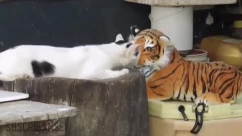 TIGER VS CATS COMPILATION (SUPER FUNNY)