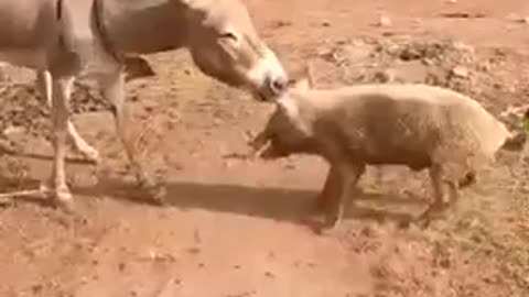 Donkey and Pig in a fight