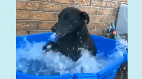 Swimming Doggy || Cute Puppy #shorts